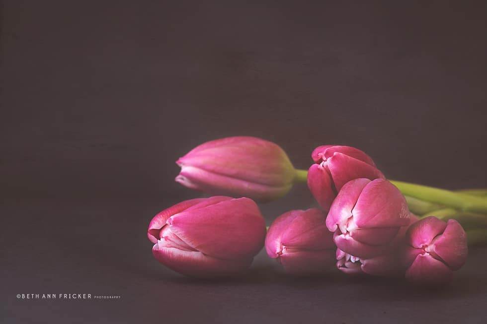 pink tulips project 365 boston photographer_0007