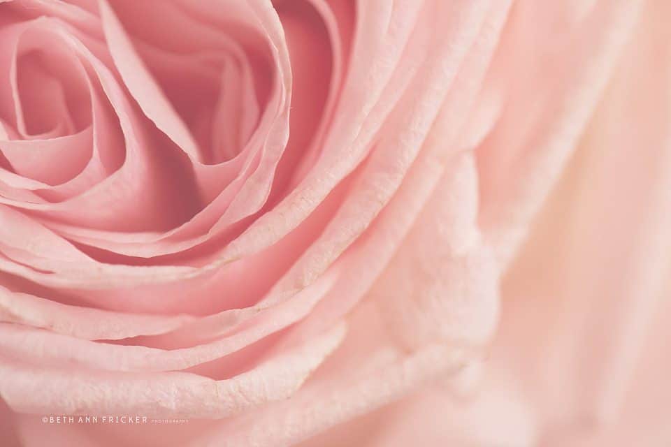 Macro photo of a rose