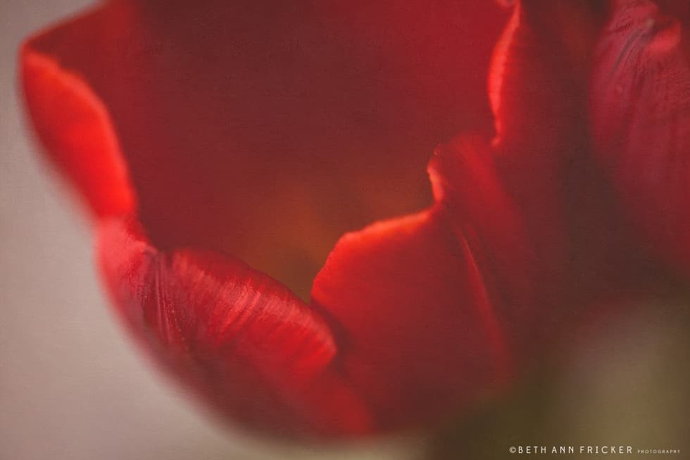 tulip macro boston fine art photographer