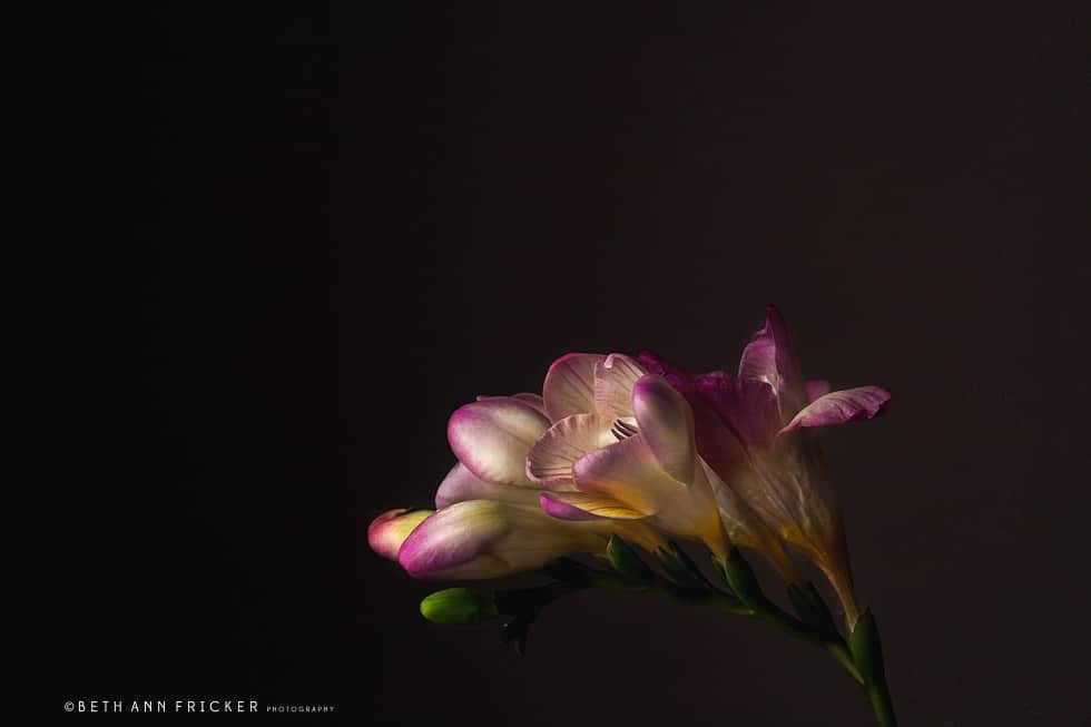 flower marco photography boston fine art photographer