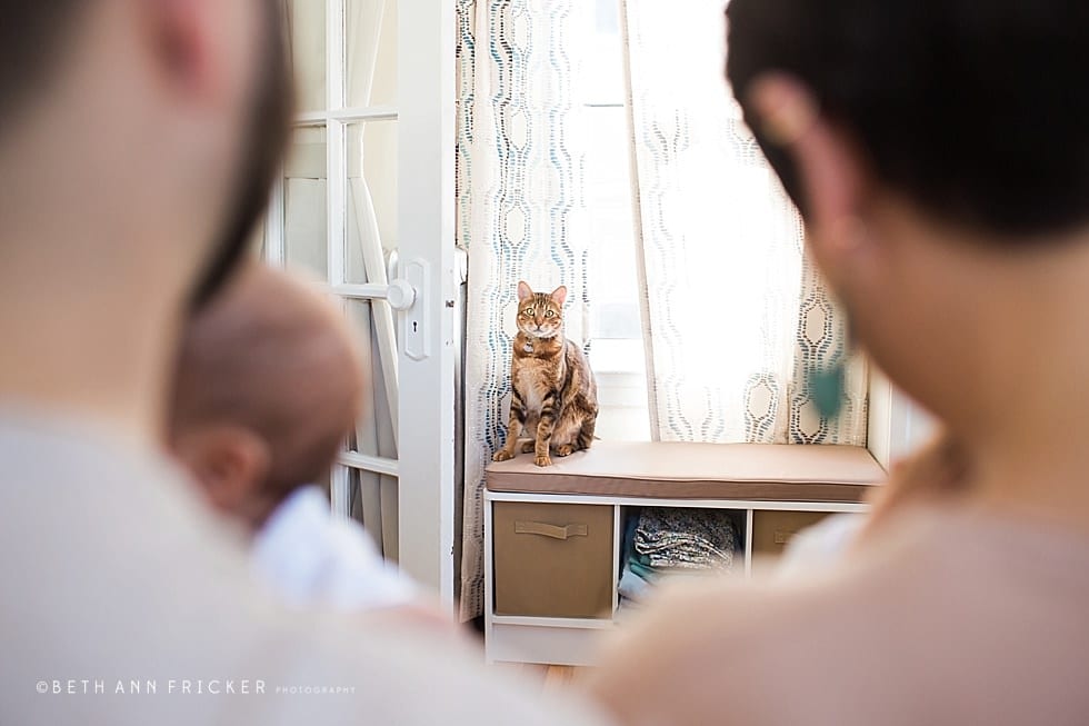 cat looking at new parents Watertown Newborn Photographer