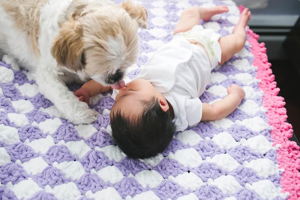 dog kissing baby Dedham Newborn Photographer