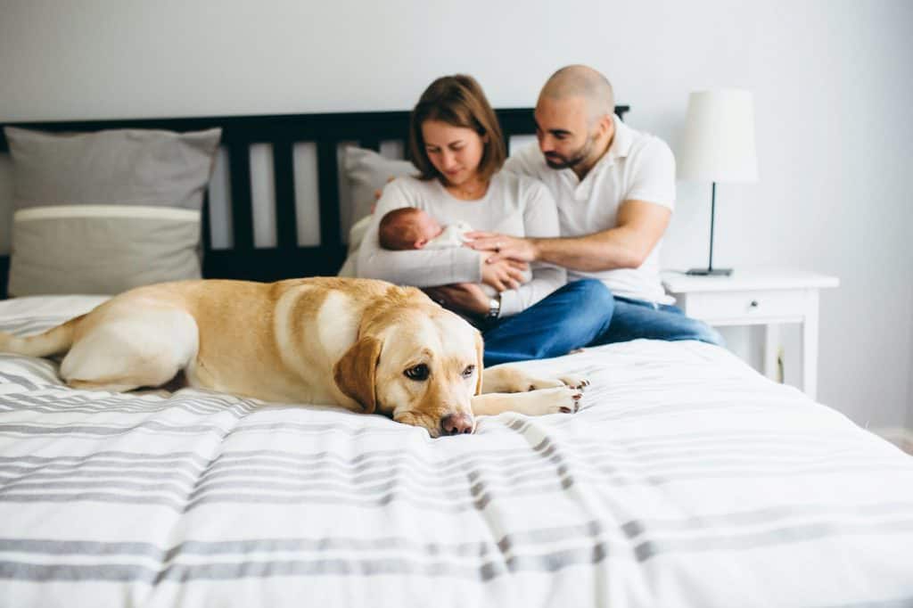 parents holding baby and dog North Shore Newborn portraits