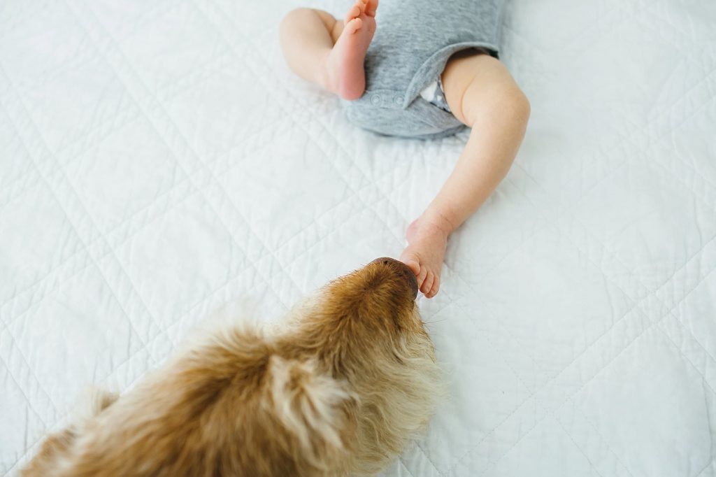 dog kissing baby's toes Newburyport Newborn Photographer