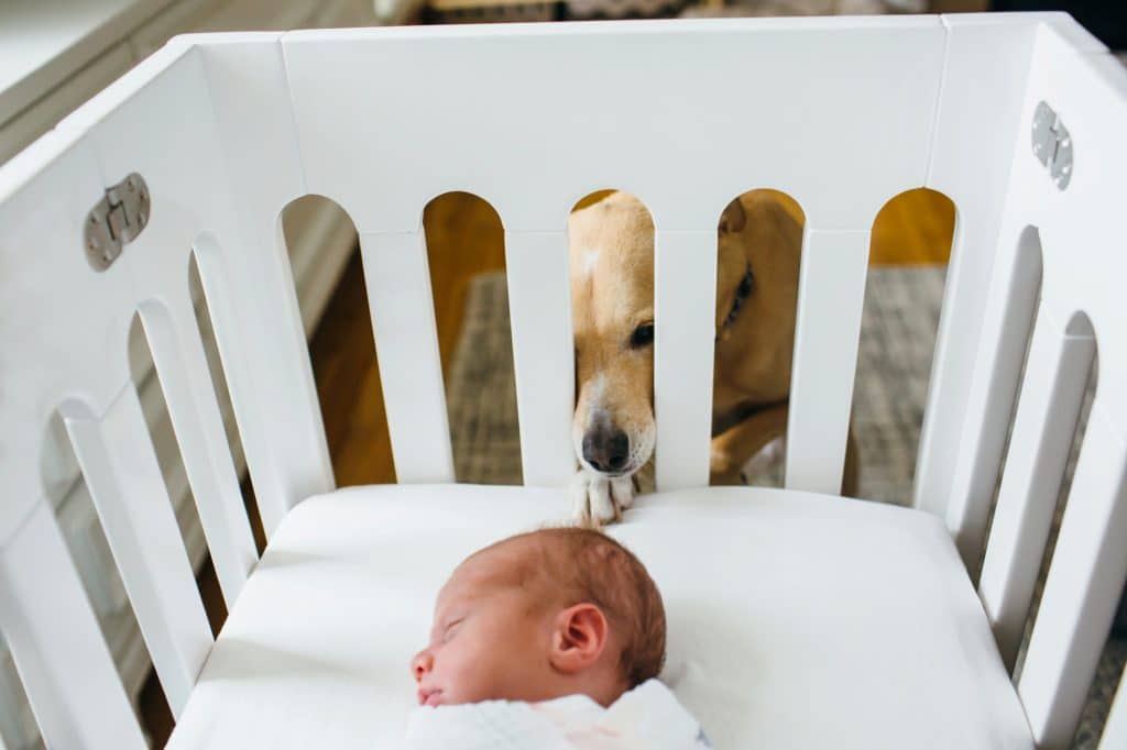 dog looking at baby in crib Charlestown newborn photographer