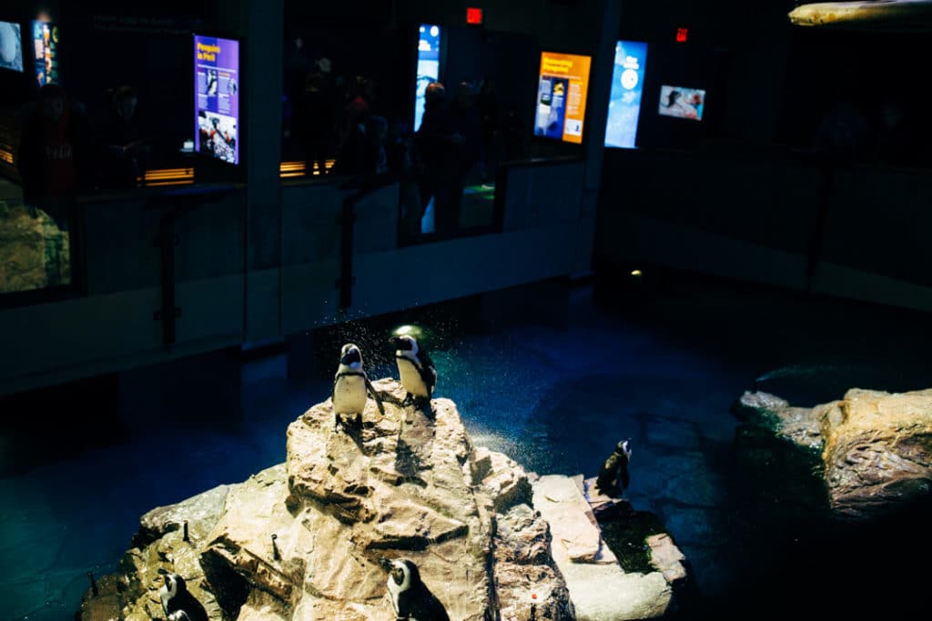 penguins at New England aquarium in Boston