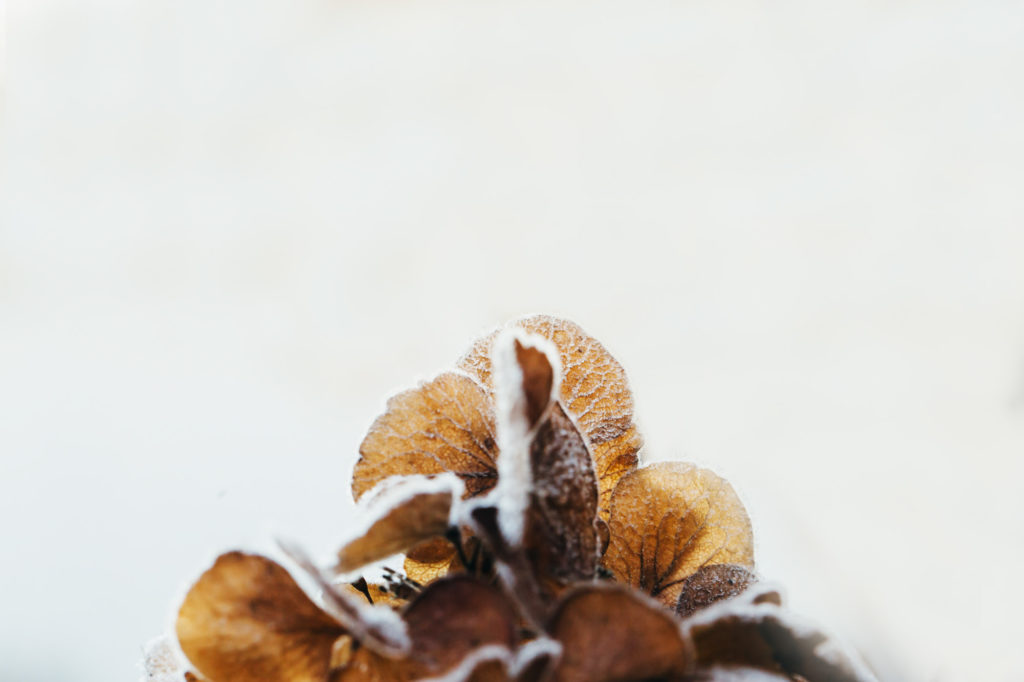 hydrangea at frost